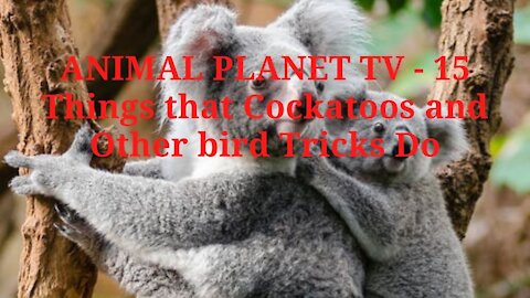 ANIMAL PLANET TV - 15 Things that Cockatoos and Other bird Tricks Do