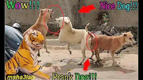 Wow Nice!!! Fake Tiger Prank Dog Prank Run Very Funny Try To Not Laugh Challenge Videos