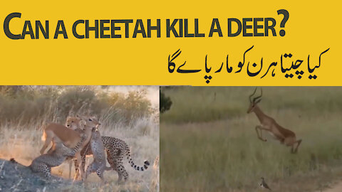 The cheetah is hunting deer