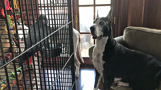 Great Danes are Fascinated by African Grey Parrots