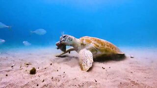 Beautiful & Scenery of Marine Life
