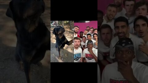 MrBeast & Friends React to My Rottweilers Tricks #funnydogs #funnyanimals #mrbeast #dog #pets