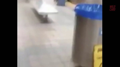 Eagles Fan Bounces Off Subway Pillar And Train