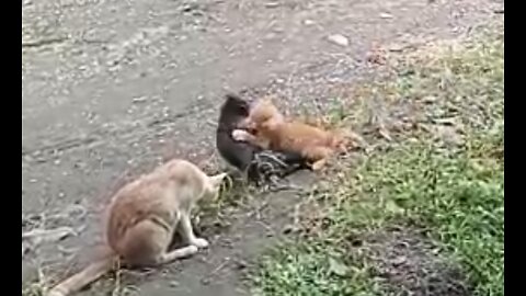 The fierce battle of two kittens