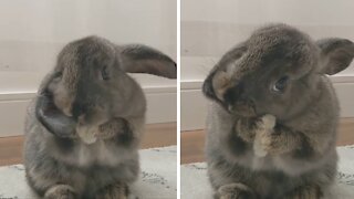 Bunny giving himself a bath is the cutest thing ever