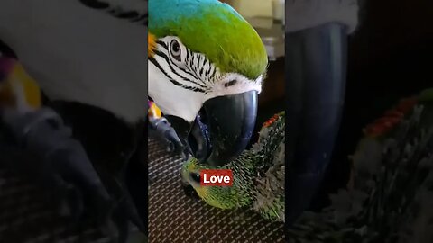 Let me love you baby l #macaw l #parrot l #shorts