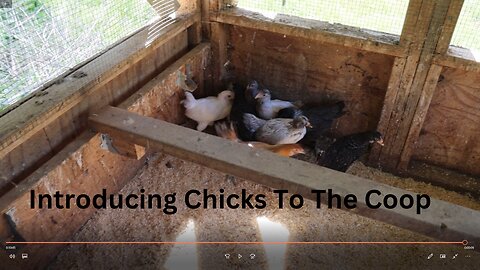 Moving Day For The Chicks. #chickencoop #homesteading