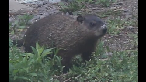 A Rat Thing In My Backyard