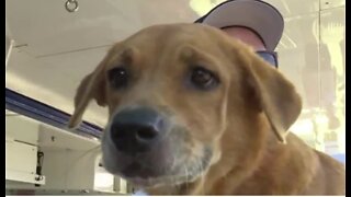 Dogs rescued in Bahamas arrive in West Palm Beach