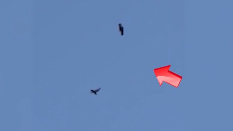 Birds moving in the air and birds perching in the air [Conspiracy]