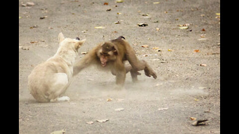 Monkey vs Dog fight