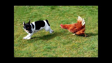 Chicken VS Dog Fight - Funny Dog Fight, dont try to watch because of....