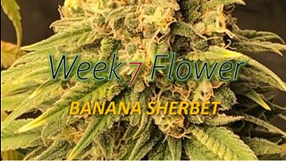 Week 7 flower of Banana Sherbet