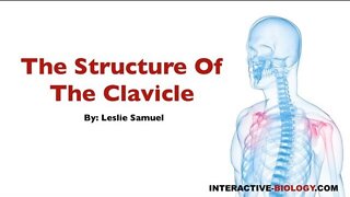074 The Structure Of The Clavicle