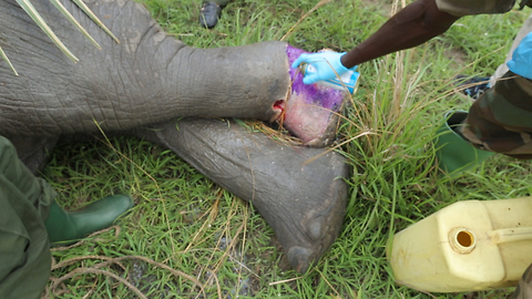 Elephant Saved After Maggot Infested Injury: WILDEST ANIMAL RESCUES