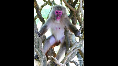 Snow Monkey Park in Arashiyama With Snow Monkey Babies - Visit Kyoto Japan