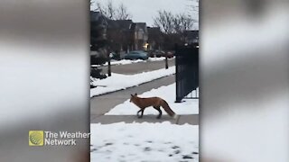 Red fox spotted crossing city street