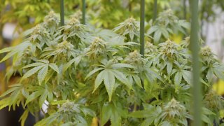 New York Lawmakers Agree To Legalize Marijuana