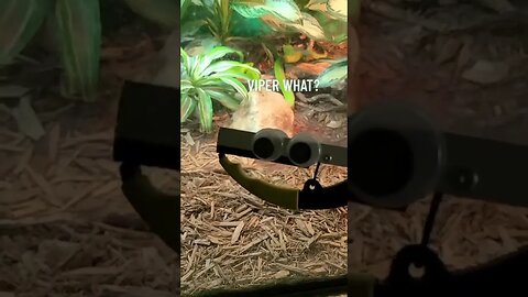 Viper what? #puppet #puppets #snarkypuppets #dadjokes #snakes #zoo #fyp