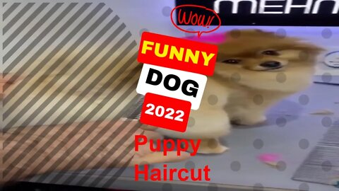 🤣Funny Dogs Puppy Haircut 2022 Video Clips #shorts