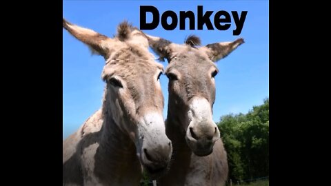 How to spell | How do you spell Donkey