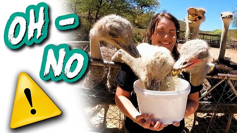 Our CRAZY OSTRICH farm experience || Lifestyle Episode 11
