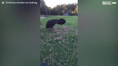 Cette dinde recule et piétine malencontreusement un petit oiseau