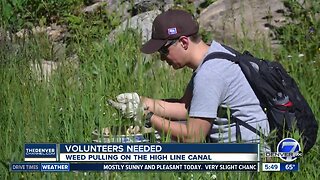 Volunteers needed for weed pulling