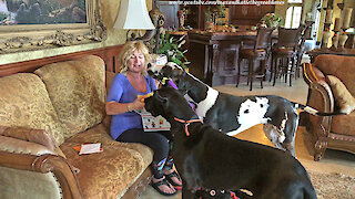 Excited Great Danes Have Fun Opening Halloween Gift Boxes