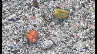 YellowAndSalmonColoredPebbles