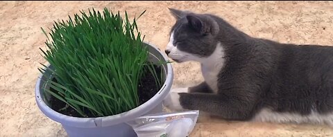 Cat loves grass