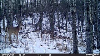 Winter Buck, no shed hunting yet!