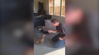 "Man Tells Dachshund To Roll Over and Chihuahua Rolls Over Instead"