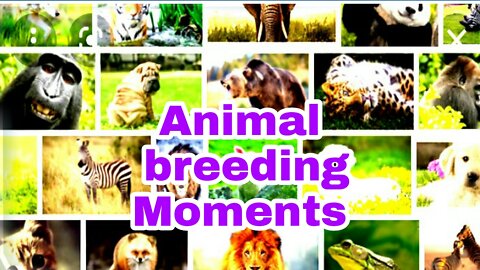 Watch 10 animals during the birth process!!!