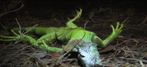Florida lizards begin falling out of trees