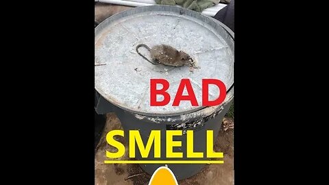 Rodent Removal Attic Issues Bad SMELL in Bathroom | D.I.Y in 4D