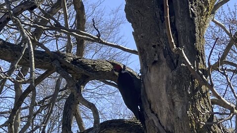 Pileated Wood Pecker spring cleaning services