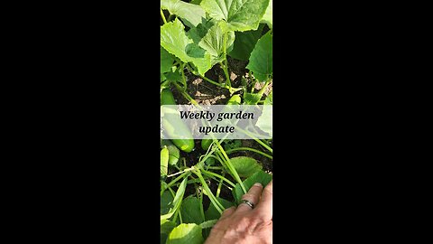 Weekly garden update 7-16-2023