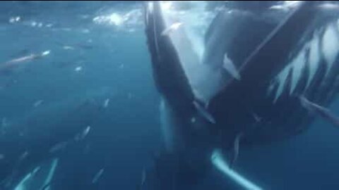 Un plongeur manque de se faire engloutir par un baleine à bosse!