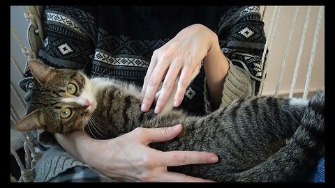 Cat Relaxes in My Arms