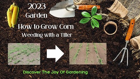 How to Grow Corn Part 2 weeding with a tiller.