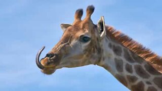 Giraffe's tongue resembles a helicopter blade!