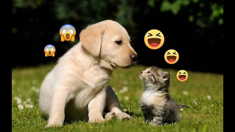 Funny, 🤣🤣 Naughty, Cute Cats & Dogs Video Compilation 9 l Popcorn FUN Clips