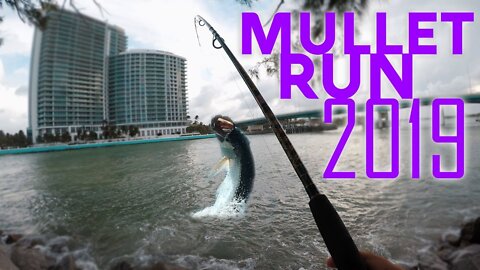 Mullet Run 2019 - Chasing Mullet In South Florida