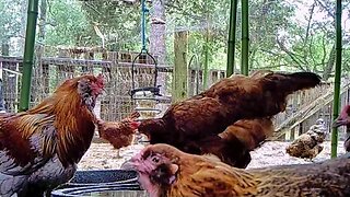 Live chicken & rooster cam