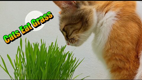 Cat_eating_grass