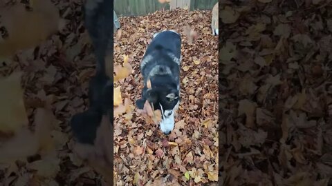 Twist and Shout #husky #doggo #thebeatles