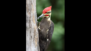 A Message from the Woodpeckers