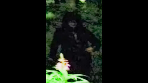 Ewok Goblin-Like Cryptid Photographed in Northumberland UK