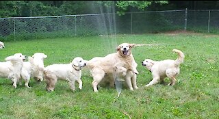 Seven Golden Retrievers Playing With A Sprinkler Is All You Need To See Today
